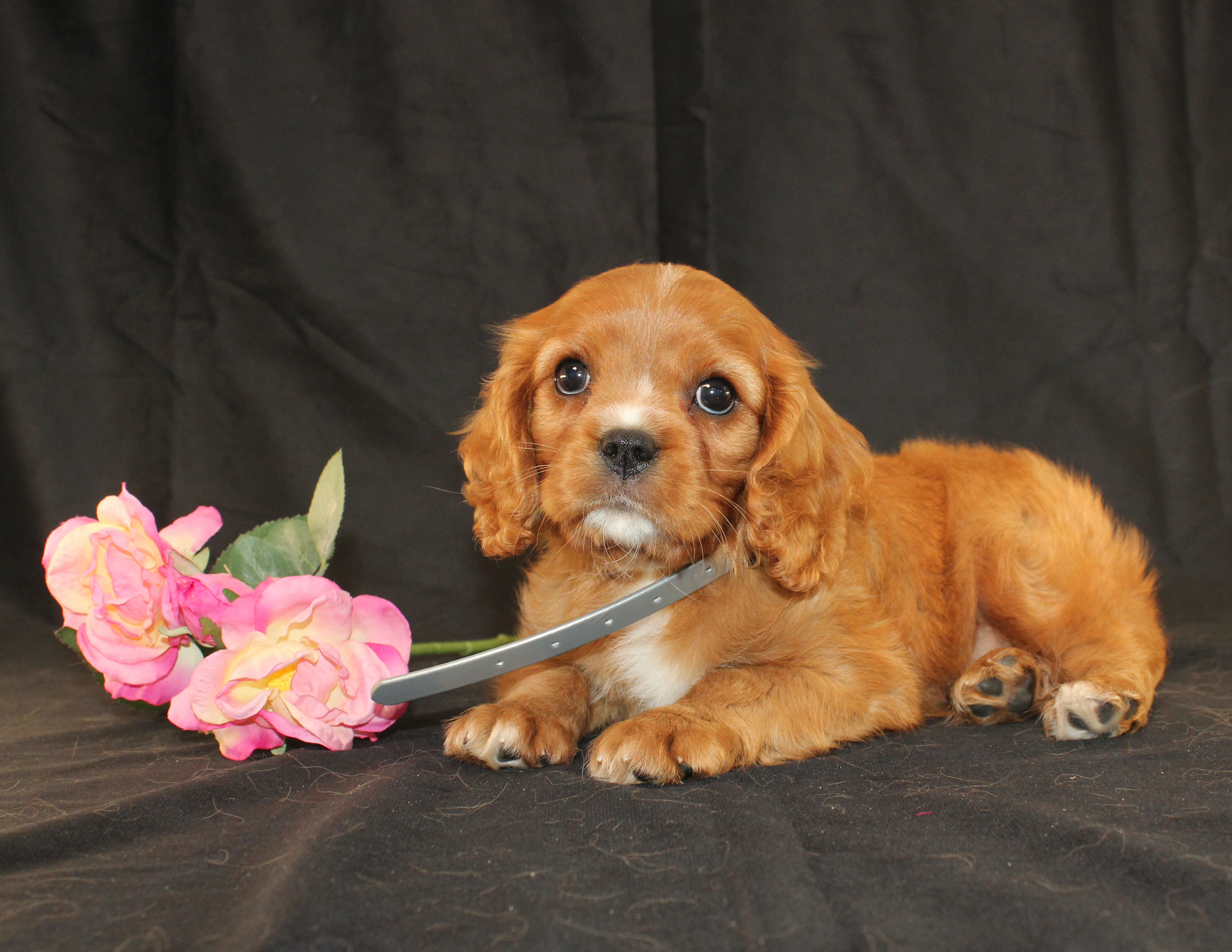 puppy, for, sale, Cavalier King Charles Spaniel, Ivan J. Stoltzfus, dog, breeder, Dornsife, PA, dog-breeder, puppy-for-sale, forsale, nearby, find, puppyfind, locator, puppylocator, aca